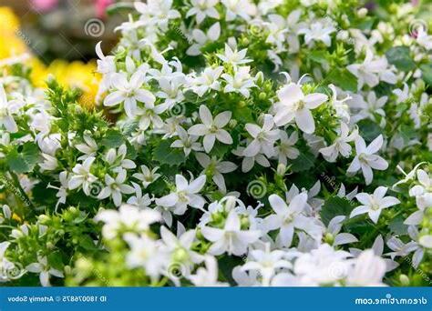 小花 植物
